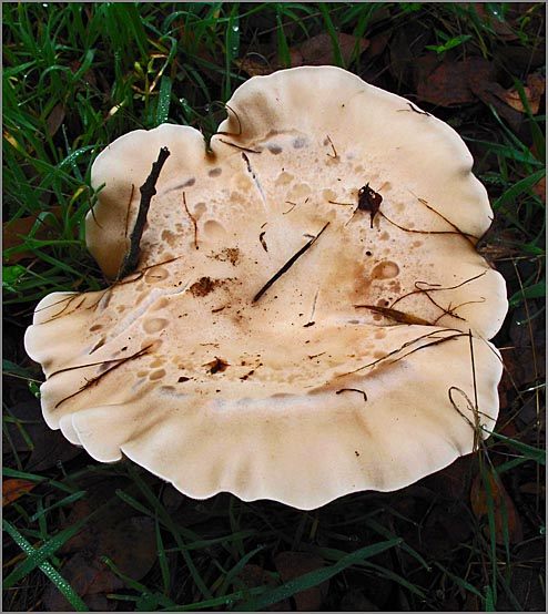 sm 80.jpg - No one in our group is a mycologist but we think this large  6" across mushroom is a Brittlegill Mushroom (Russula sp.)